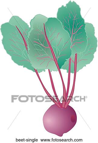 Clip Art - Beet Single. Fotosearch