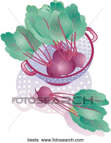 Stock Illustration - Beets. Fotosearch