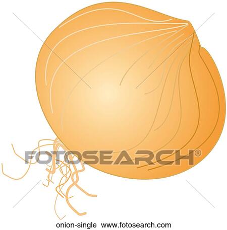 Onion Single View Large Illustration Clip Art - Onion Single. Fotosearch