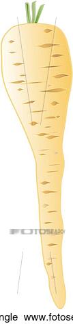 Parsnip Single View Large Illustration Clip Art - Parsnip Single. Fotosearch