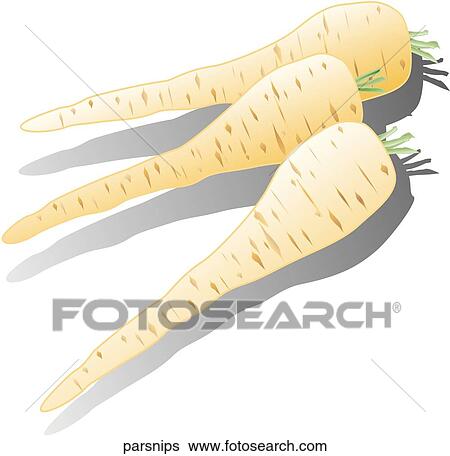 Parsnips View Large Illustration Stock Illustration - Parsnips. Fotosearch