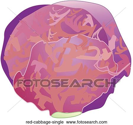 Red Cabbage Single View Large Illustration Clip Art - Red Cabbage Single. Fotosearch