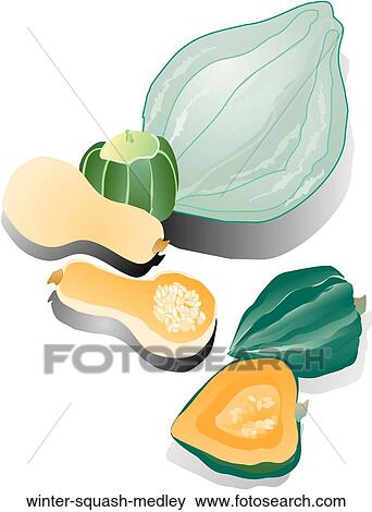 Winter Squash Medley View Large Illustration Stock Illustration - Winter Squash Medley. Fotosearch