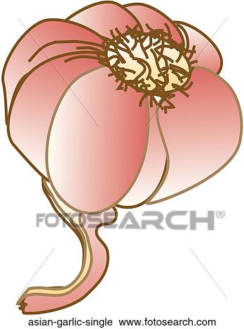 Clip Art - Asian Garlic Single. Fotosearch