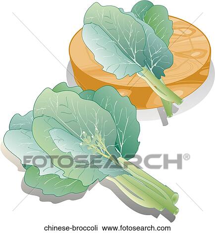 Drawing - Chinese Broccoli. Fotosearch