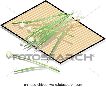 Chinese Chives View Large Illustration Stock Illustration - Chinese Chives. Fotosearch