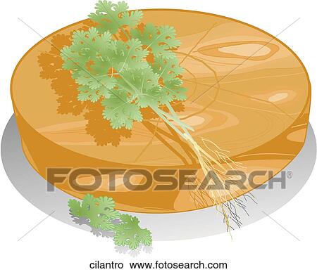 Stock Illustration - Cilantro. Fotosearch