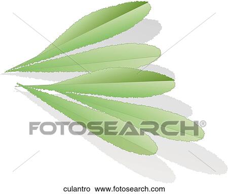 Culantro View Large Illustration Stock Illustration - Culantro. Fotosearch