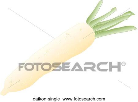 Daikon Single View Large Illustration Clip Art - Daikon Single. Fotosearch