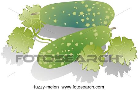 Fuzzy Melon View Large Illustration Stock Illustration - Fuzzy Melon. Fotosearch