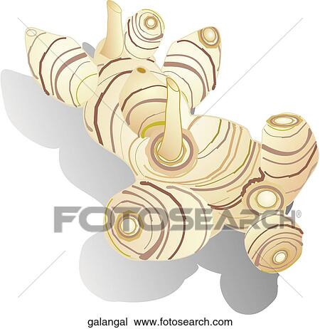 Drawing - Galangal. Fotosearch