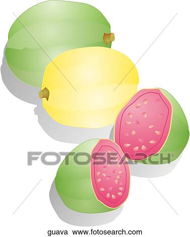 Clipart - Guava. Fotosearch