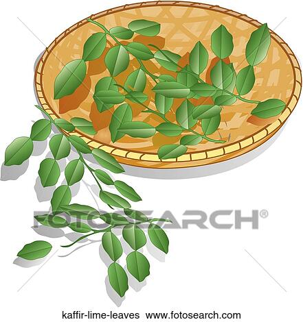 Stock Illustration - Kaffir Lime Leaves. Fotosearch