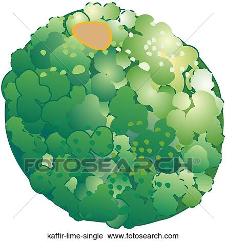 Clip Art - Kaffir Lime Single. Fotosearch