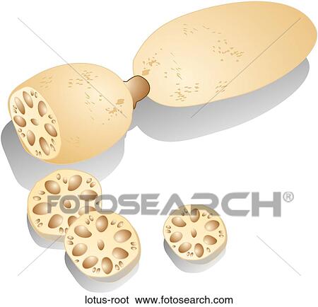 Stock Illustration - Lotus Root. Fotosearch