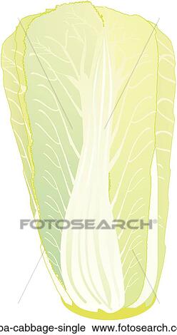 Napa Cabbage Single View Large Illustration Clip Art - Napa Cabbage Single. Fotosearch