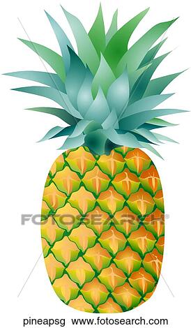 Drawing - Pineapple Single. Fotosearch