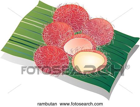 Rambutan View Large Illustration Stock Illustration - Rambutan. Fotosearch