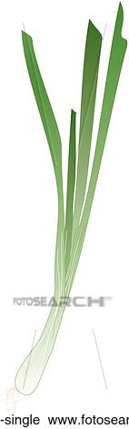 Clip Art - Scallion Single. Fotosearch