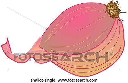 Clip Art - Shallot Single. Fotosearch