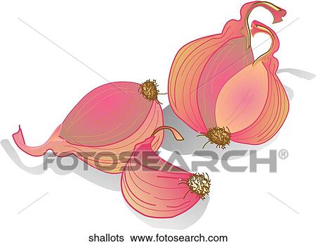 Stock Illustration - Shallots. Fotosearch