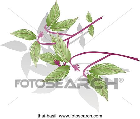 Thai Basil View Large Illustration Drawing - Thai Basil. Fotosearch