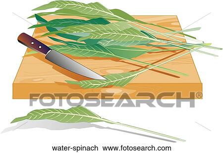 Drawing - Water Spinach. Fotosearch