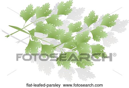 平らな Leafedなパセリ イラスト Flat Leafed Parsley Fotosearch