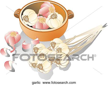 Clipart - Garlic. Fotosearch