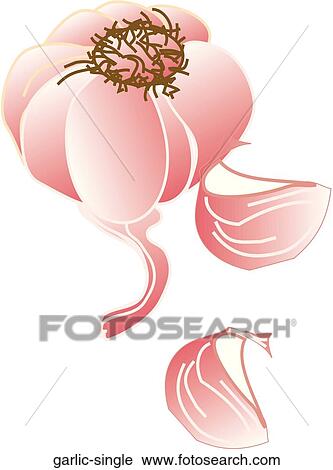Garlic Single View Large Illustration Clip Art - Garlic Single. Fotosearch