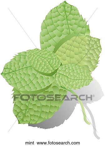 Mint View Large Illustration Stock Illustration - Mint. Fotosearch