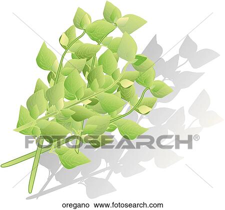Oregano View Large Illustration Stock Illustration - Oregano. Fotosearch