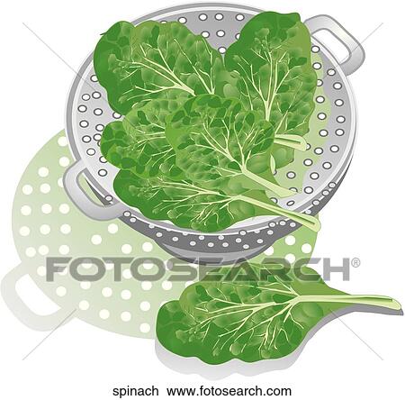 Spinach View Large Illustration Drawing - Spinach. Fotosearch