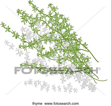 Thyme View Large Illustration Clip Art - Thyme. Fotosearch