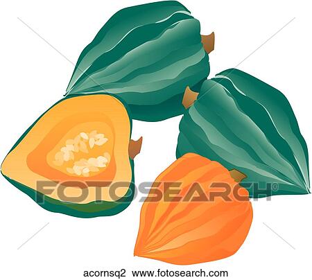 Acorn Squash Drawing | acornsq2 | Fotosearch