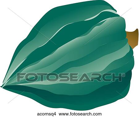 Acorn Squash-One View Large Illustration Stock Illustration - Acorn Squash-One. Fotosearch