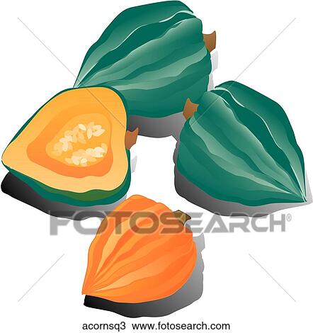 Acorn Squash-Shadows Drawing | acornsq3 | Fotosearch