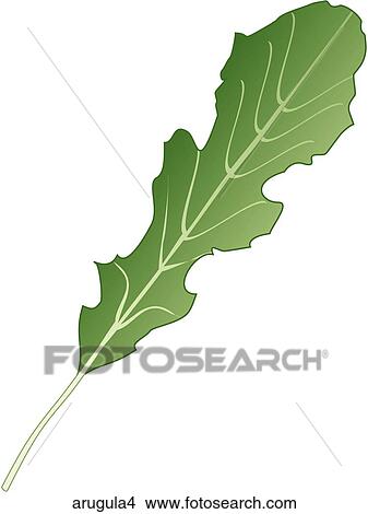 Stock Illustration - Arugula-One. Fotosearch