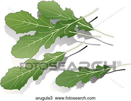 Arugula-Shadows View Large Illustration Drawing - Arugula-Shadows. Fotosearch