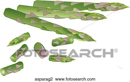Drawing - Asparagus. Fotosearch