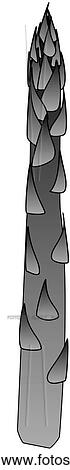 Asparagus-One B&W View Large Illustration Stock Illustration - Asparagus-One B&W. Fotosearch