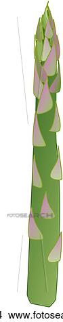 Stock Illustration - Asparagus-One. Fotosearch