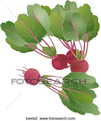 Drawing - Beets. Fotosearch
