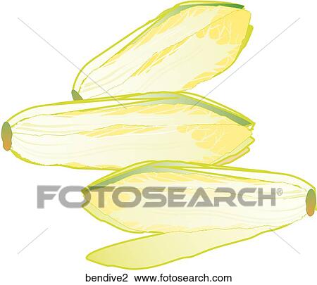 Drawing - Belgian Endive. Fotosearch