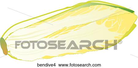 Belgian Endive-One View Large Illustration Stock Illustration - Belgian Endive-One. Fotosearch