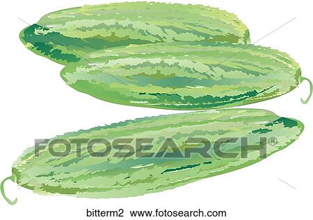 Drawing - Bitter Melon. Fotosearch