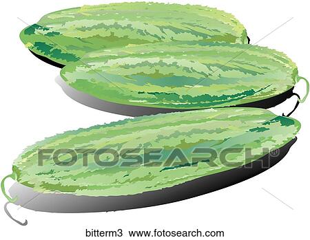 Drawing - Bitter Melon-Shadows. Fotosearch