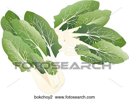 Bok Choy View Large Illustration Drawing - Bok Choy. Fotosearch