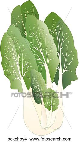 Stock Illustration - Bok Choy-One. Fotosearch