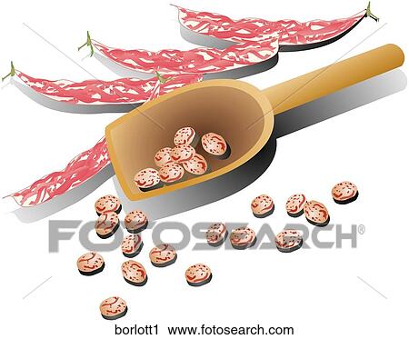 Borlotti Beans-Composition View Large Illustration Clip Art - Borlotti Beans-Composition. Fotosearch